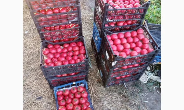 Рожевий помідор оптом за доступними цінами - фото № 2