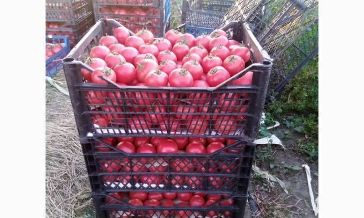 Рожевий помідор оптом за доступними цінами - фото № 3