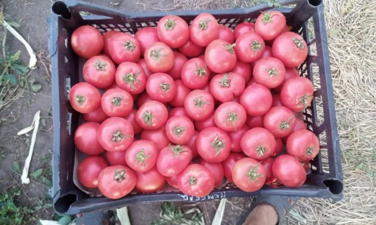 Рожевий помідор оптом за доступними цінами - фото № 4