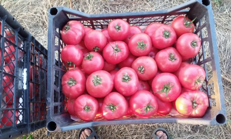 Рожевий помідор оптом за доступними цінами - фото № 5