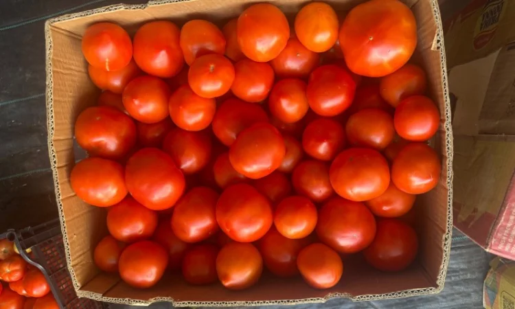 Продаж круглий тепличний помідор високої якості - фото № 3