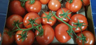 Помідор Туреччина калібр 5, продаж гуртом від 10 т - фото № 1