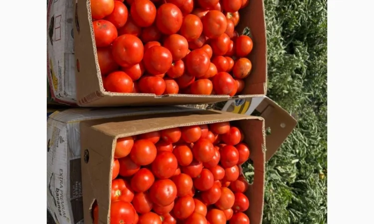 Продажа томата сорта Волна оптом - фото № 1