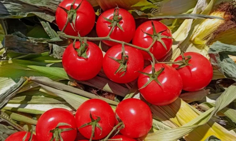 Помідори на гілці з Туреччини гуртом від 10 тонн - фото № 1