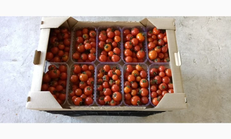 Томат пор пора на продаж - фото № 1