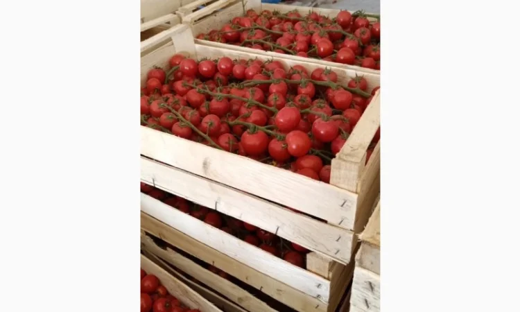 Томат пор пора на продаж - фото № 2