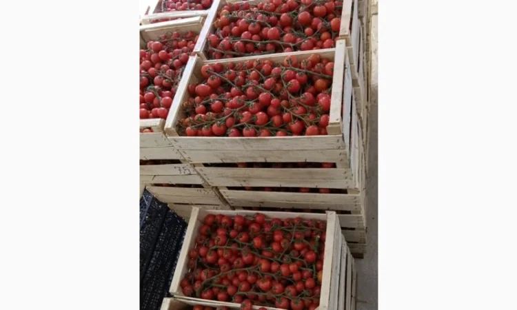Томат пор пора на продаж - фото № 3