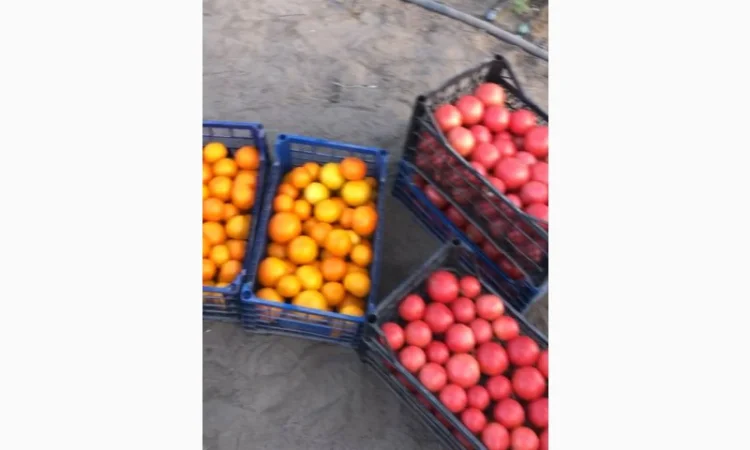 Продаю смачні томати жовтого та рожевого кольору - фото № 1