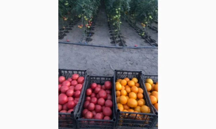 Продаю смачні томати жовтого та рожевого кольору - фото № 2