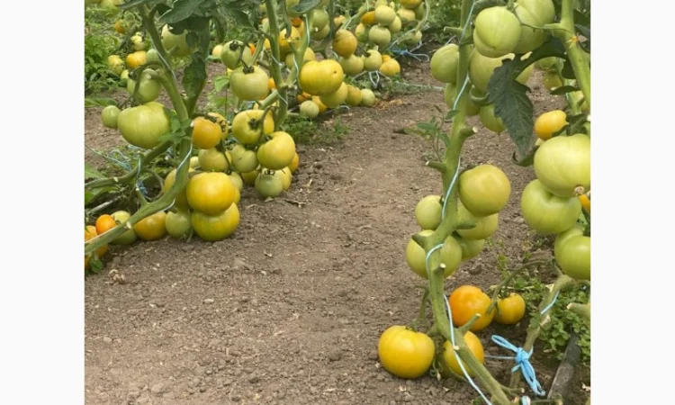 Продаю смачні томати жовтого та рожевого кольору - фото № 3