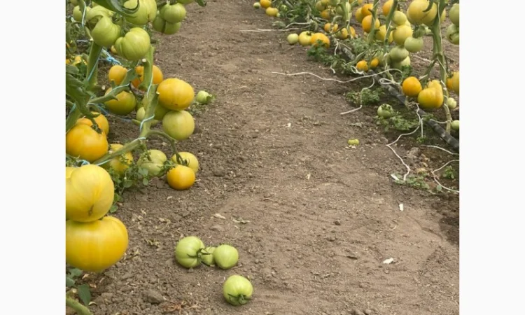 Продаю смачні томати жовтого та рожевого кольору - фото № 4