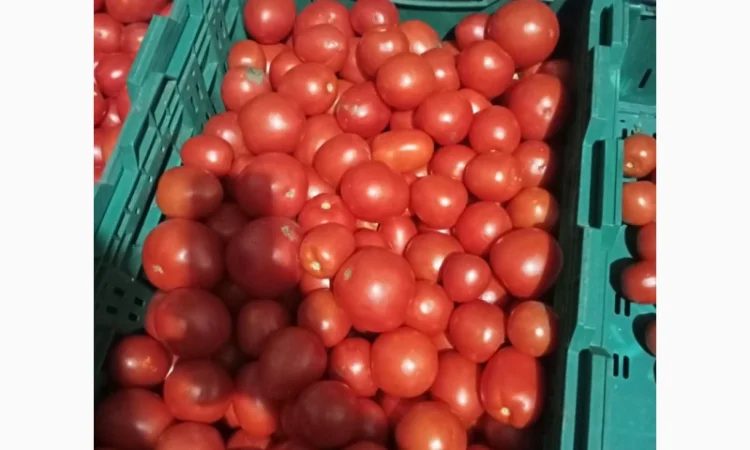 Помідори високої якості на продаж - фото № 5