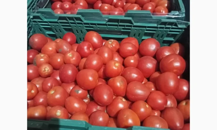 Помідори високої якості на продаж - фото № 1