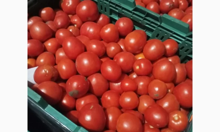 Помідори високої якості на продаж - фото № 2