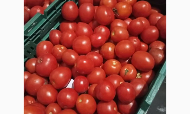 Помідори високої якості на продаж - фото № 3