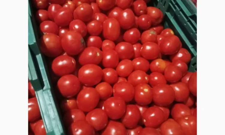 Помідори високої якості на продаж - фото № 4