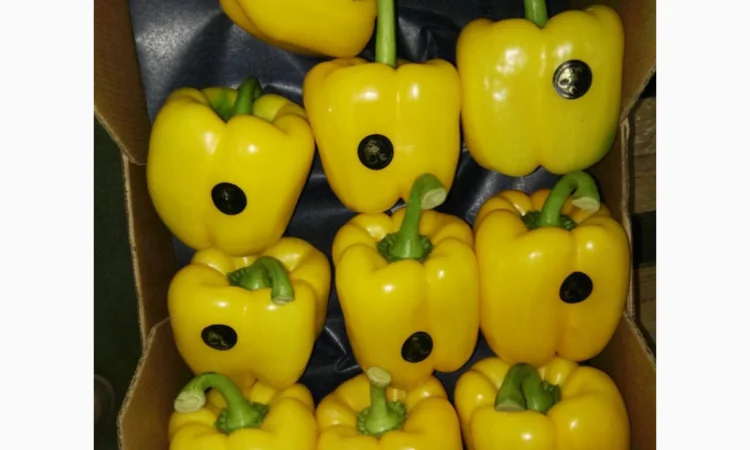 Перець з Іспанії на продаж - фото № 1