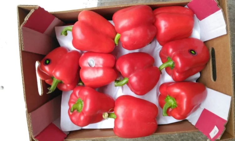 Перець з Іспанії на продаж - фото № 10