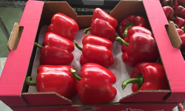 Перець з Іспанії на продаж - фото № 5