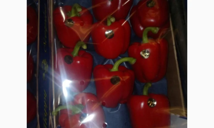 Перець з Іспанії на продаж - фото № 8