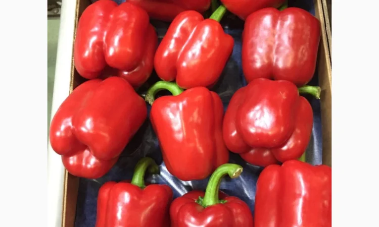 Перець з Іспанії на продаж - фото № 9