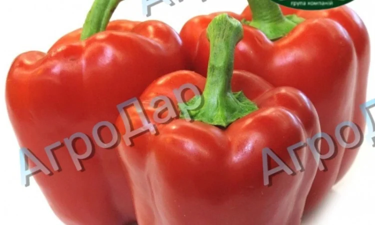 Солодкий перець «Клаудіо f1» на продаж - фото № 3