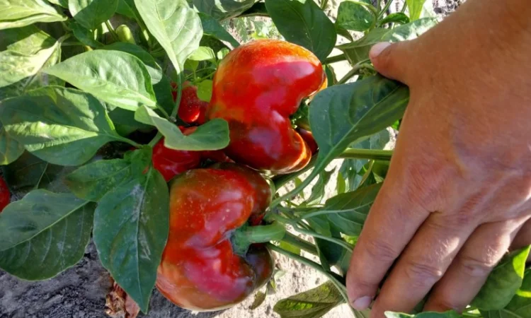 Перець кубовидний сорт Геркулес на продаж - фото № 1