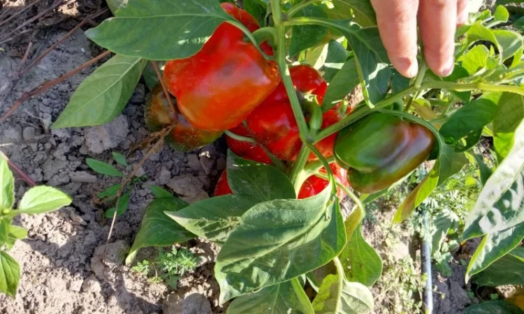 Перець кубовидний сорт Геркулес на продаж - фото № 2