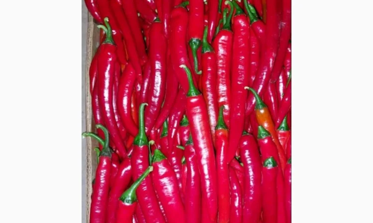 Продаж перцю Чілі з Голландського насіння - фото № 1