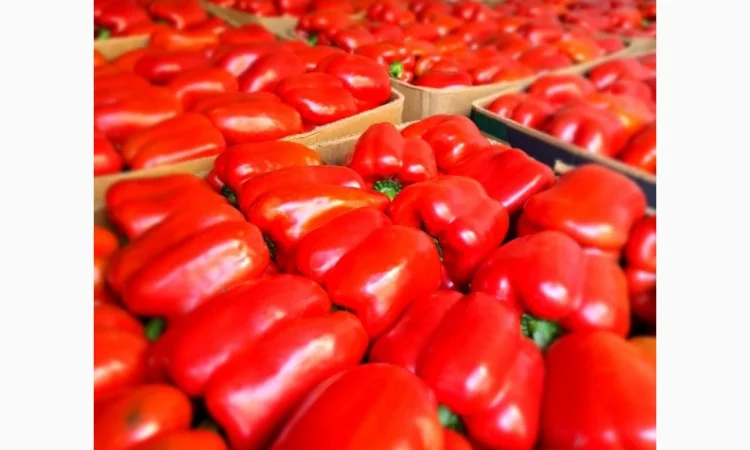 Перець різних сортів під клієнта - фото № 1