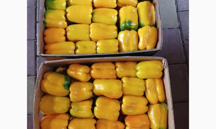 Перець різних сортів під клієнта - фото № 2