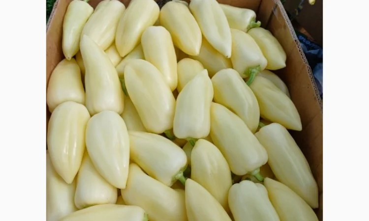 Перець різних сортів під клієнта - фото № 4