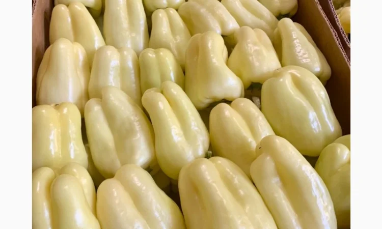 Перець різних сортів під клієнта - фото № 5