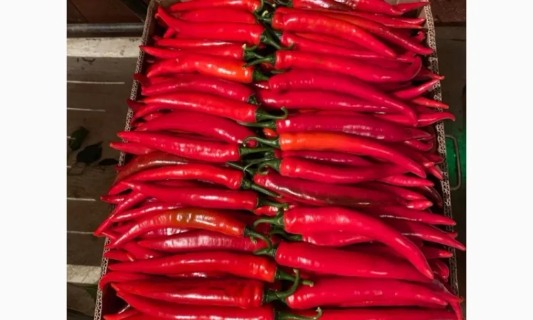 Перець чілі об'єм на продажу - фото № 2