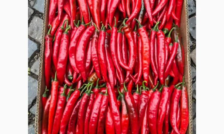 Перець чілі об'єм на продажу - фото № 3