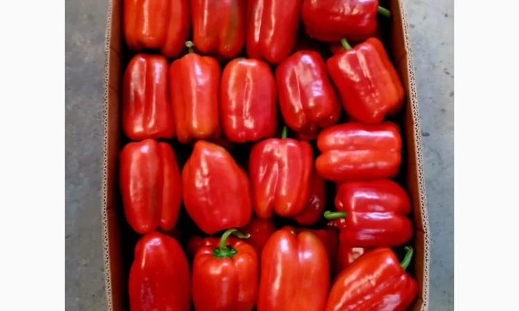Солодкий перець сорту Клаудіо на продаж - фото № 1