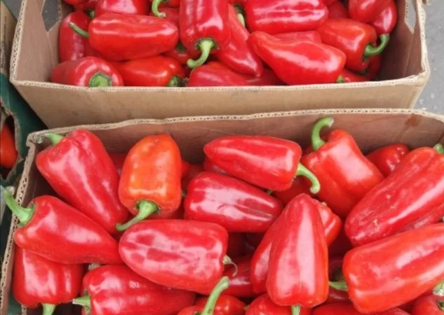 Продаж перець Політ оптом - фото № 1