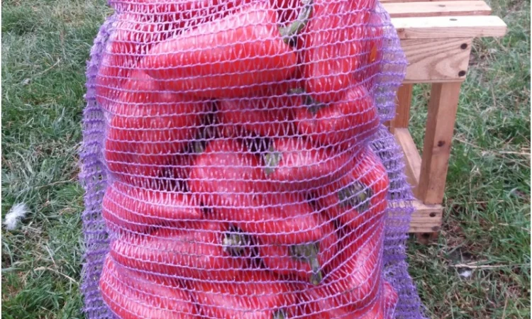 Продаж перець Політ оптом - фото № 2