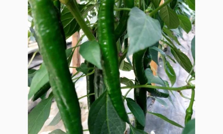 Гострий перець Хайфі на продаж - фото № 1