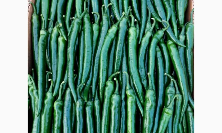 Гострий перець Хайфі на продаж - фото № 2