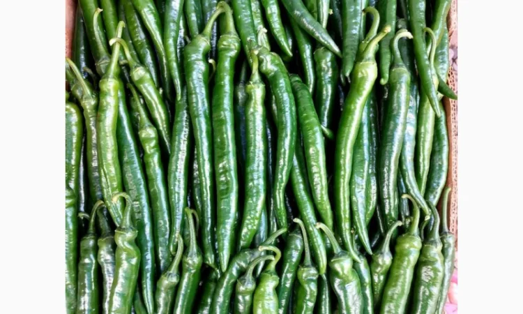 Гострий перець Хайфі на продаж - фото № 3