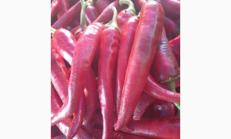 Продаю перец гіркий, большой объем - фото № 1