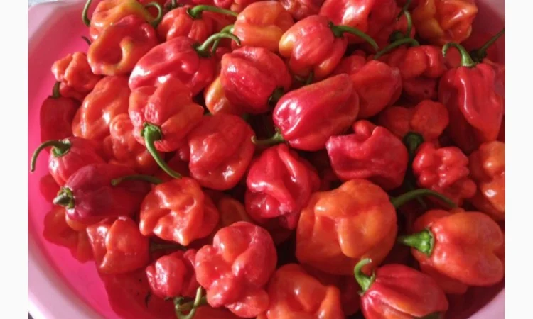 Продаю свіжий червоний перець Хабанеро - фото № 1