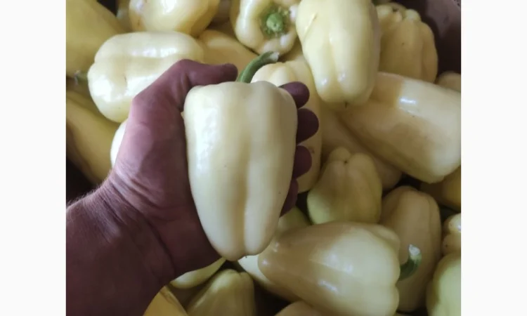 Солодкий перець Барбі на продаж - фото № 1