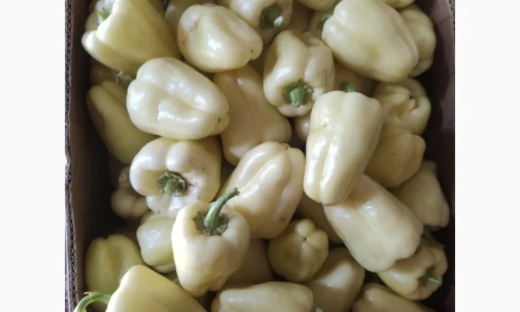 Солодкий перець Барбі на продаж - фото № 2