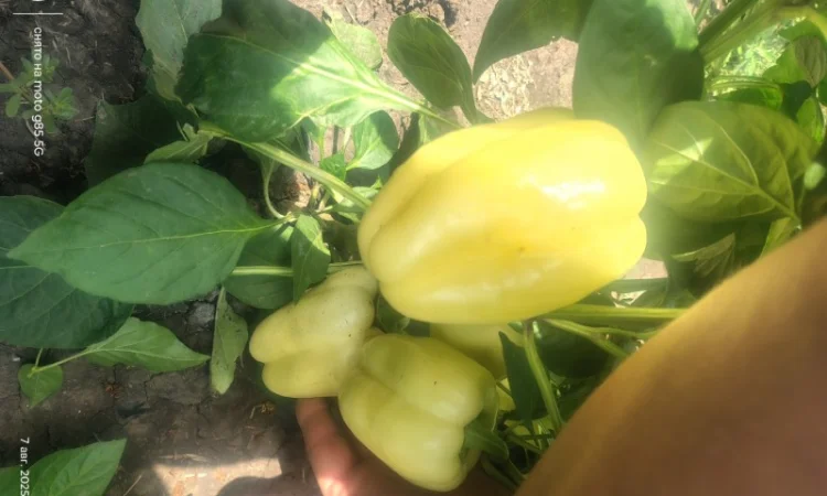 Солодкий перець Барбі на продаж - фото № 3