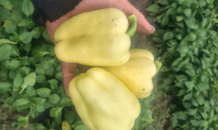 Солодкий перець Барбі на продаж - фото № 4