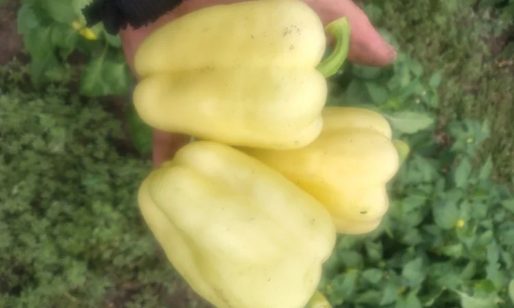 Солодкий перець Барбі на продаж - фото № 5