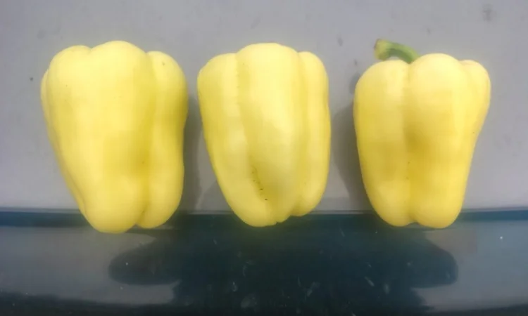 Солодкий перець Барбі на продаж - фото № 6