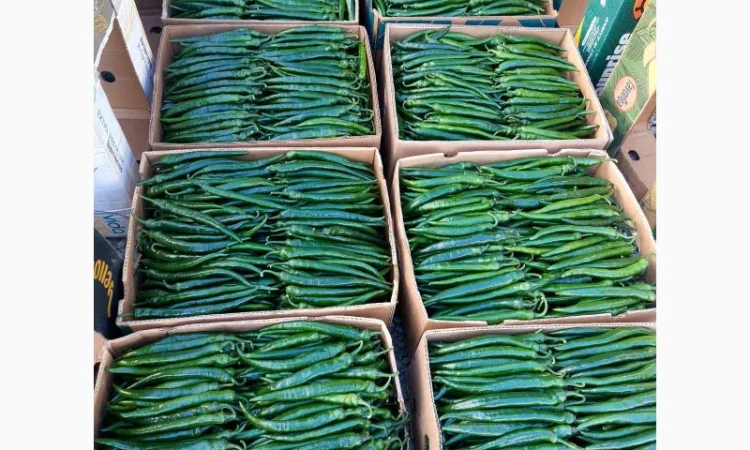 Гострий перець Хайфі на продаж - фото № 1